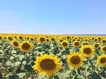 Sunflowers blooming on field against clear sky