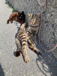 High angle view of tabby kitten on road
