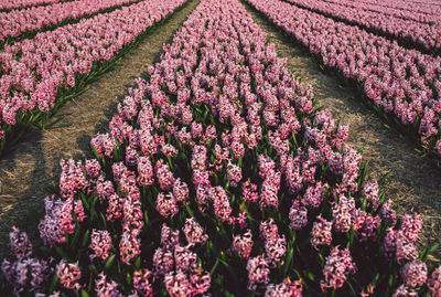 Close-up of pink flowering plants on field