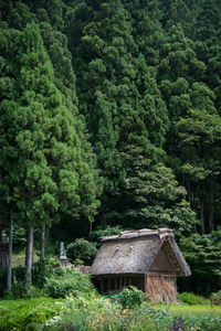 Scenic view of trees and plants in forest