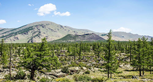 Plants growing on land against sky