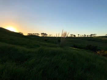 Scenic view of field against clear sky during sunset