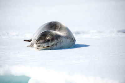 Seal on snow covered field