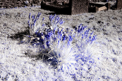 Close-up of purple crocus flowers on field