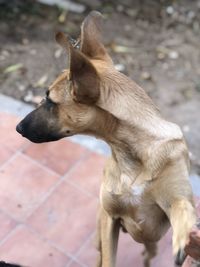 Close-up of dog looking away