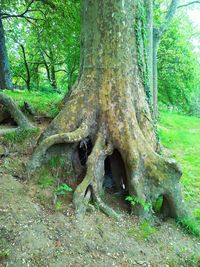 Trees in forest