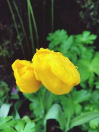 Close-up of yellow flower