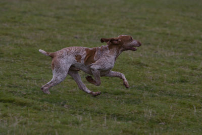 Dog running on field