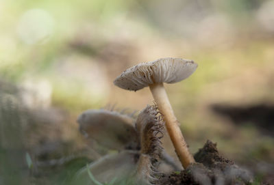 Close-up of mushroom growing on land