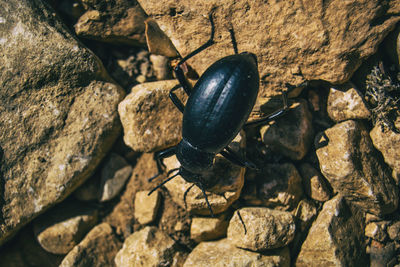 Close-up of insect on rock