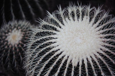 Close-up of dandelion flower