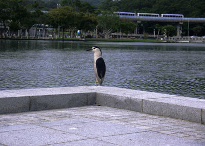 Bird perching on retaining wall by lake