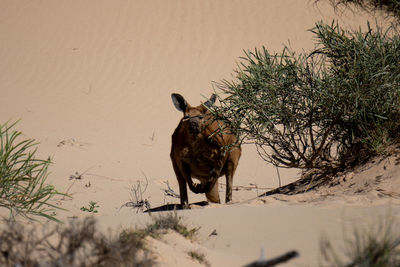 A single kangaroo in the wildness of australia