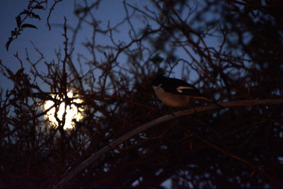 Low angle view of bird perching on bare tree