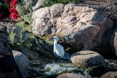 Seagull perching on rock