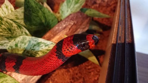 High angle view of red and black snake