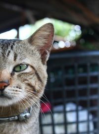 Close-up portrait of cat