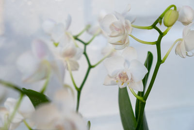 Close-up of white flowering plant