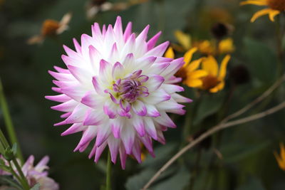 Close-up of pink flower