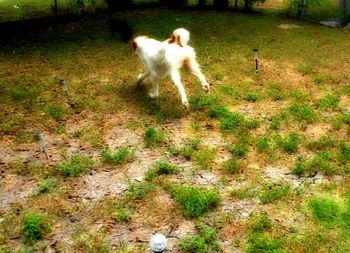 Dog standing on grassy field