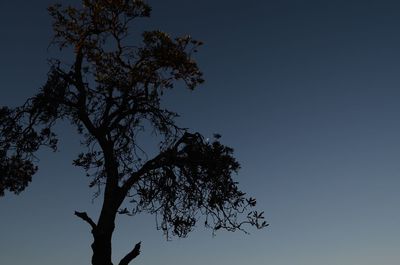 Low angle view of silhouette tree against clear blue sky