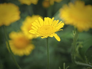 Close-up of yellow flowering plant on field