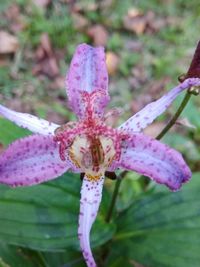 Close-up of pink flower