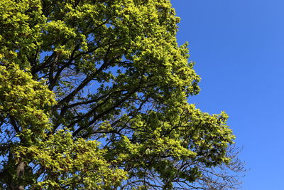 Low angle view of trees against clear blue sky