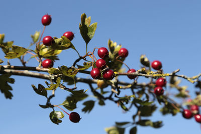 Low angle view of berries on tree against sky