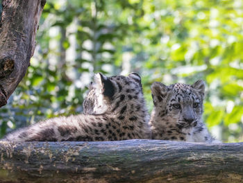 Cat relaxing in a forest