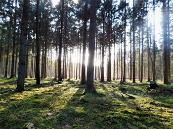 Trees growing in forest