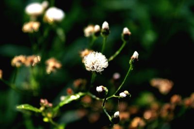Close-up of flowers against blurred background