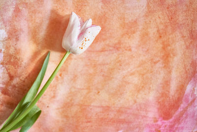 Cropped hand of woman with flower