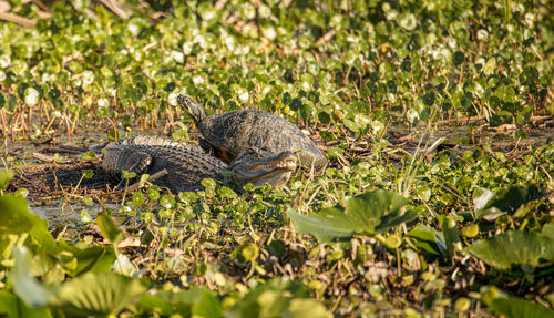 American alligator and a turtle sun together in the wetlands