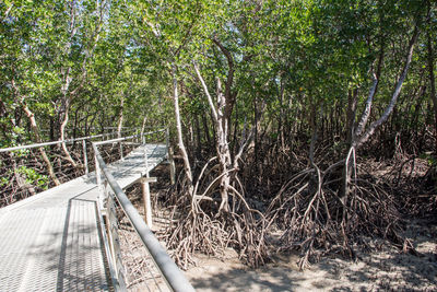 View of bridge in forest