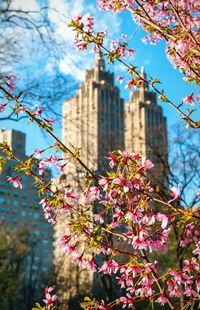 Pink flowers blooming on tree