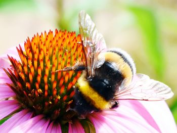 Close-up of honey bee on coneflower