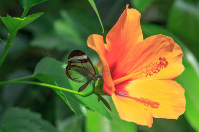 Close-up of butterfly pollinating on flower