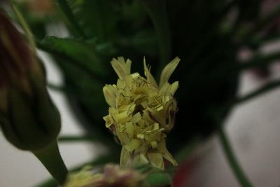 Close-up of flowering plant