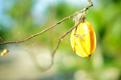 Close-up of orange fruit on plant