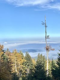 Plants growing on land against sky