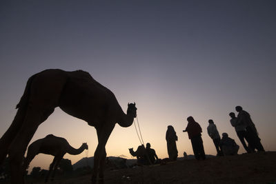 camel