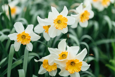 Close-up of white and yellow flowering plants