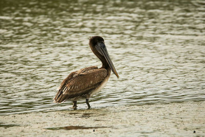 Bird on lake