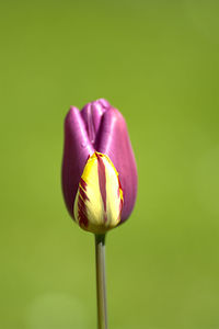 Close-up of tulip blooming against green background