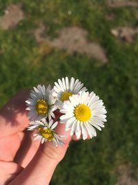 Close-up of hand holding daisy flower