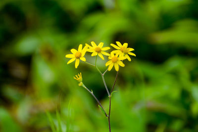 Close-up of yellow flowering plant