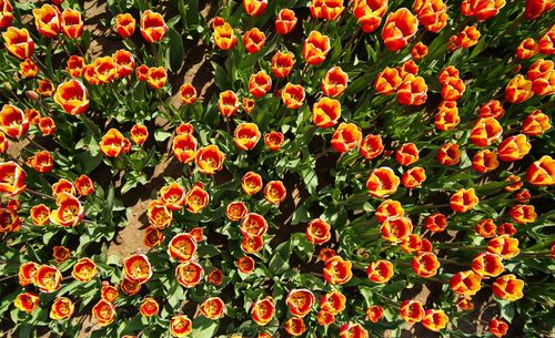 Full frame shot of orange flowering plants