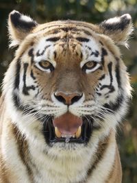 Close-up of tiger