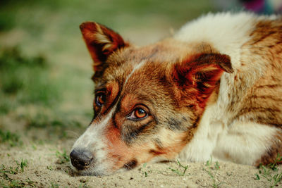 Close-up of a dog looking away